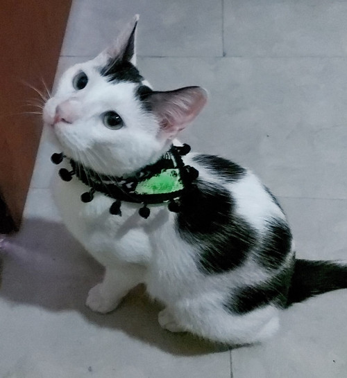 Peluche