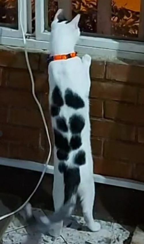 Peluche