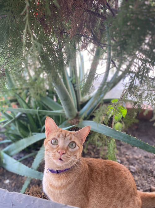 Lila