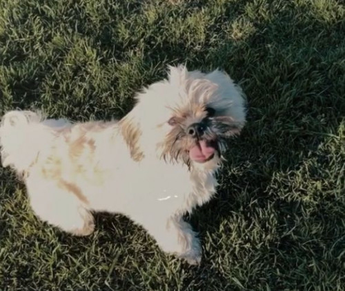 Toby
