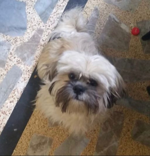 Toby