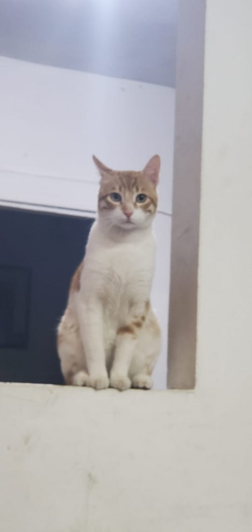 Loky