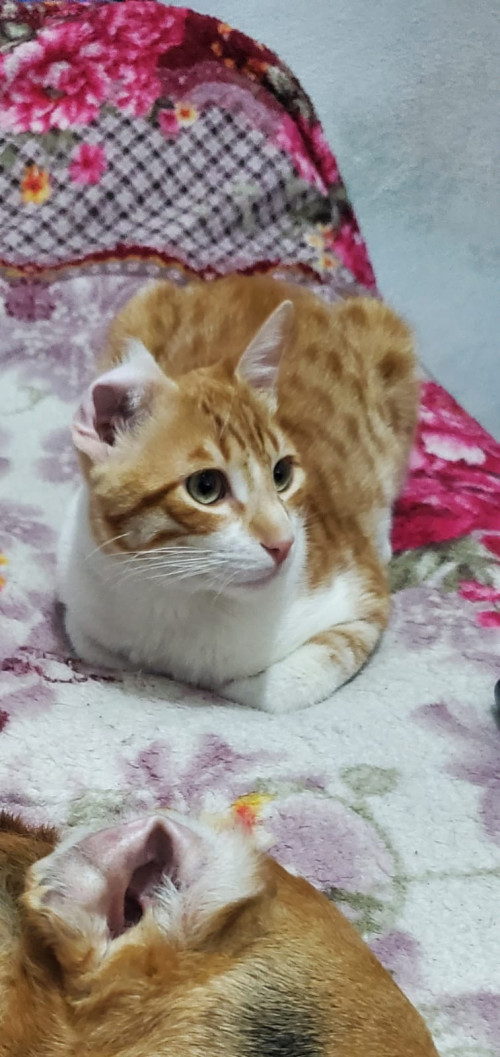 Loky