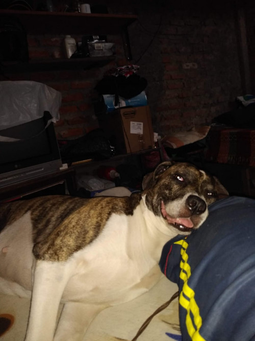 Lola