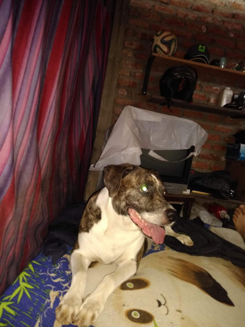 Lola