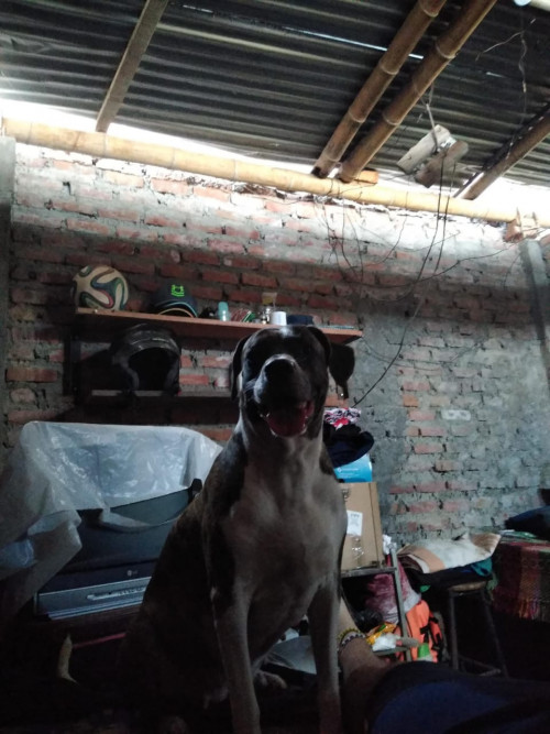 Lola