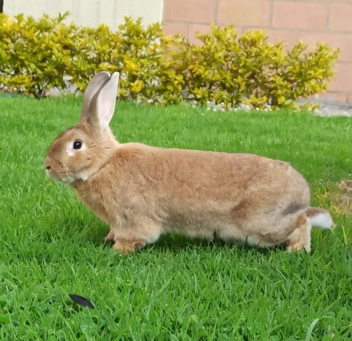 Canelo