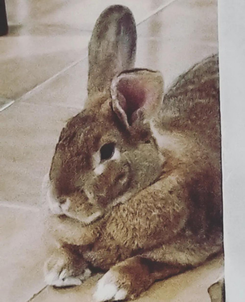 Canelo