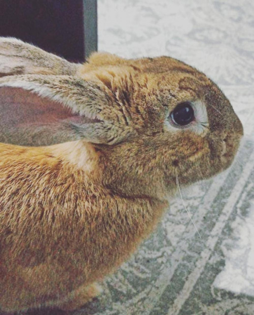 Canelo
