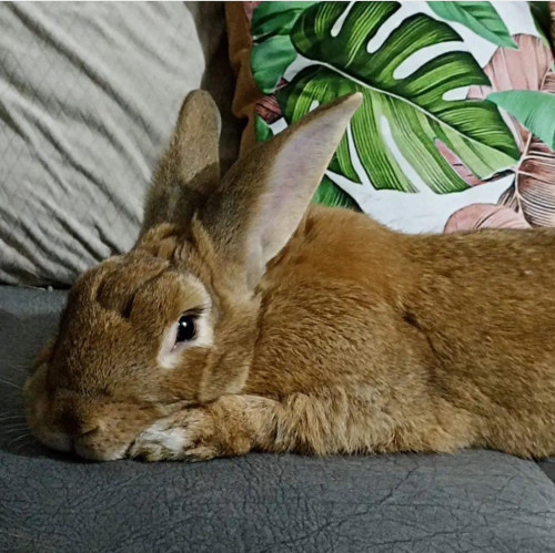 Canelo