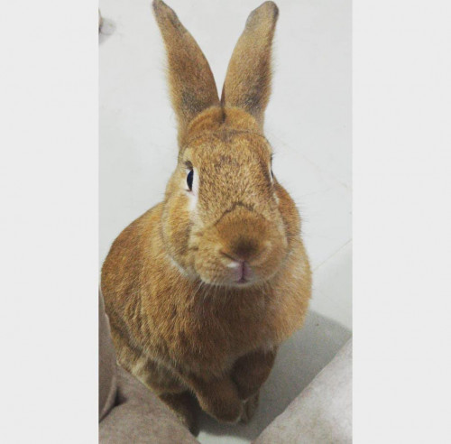Canelo