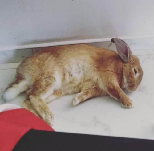 Canelo