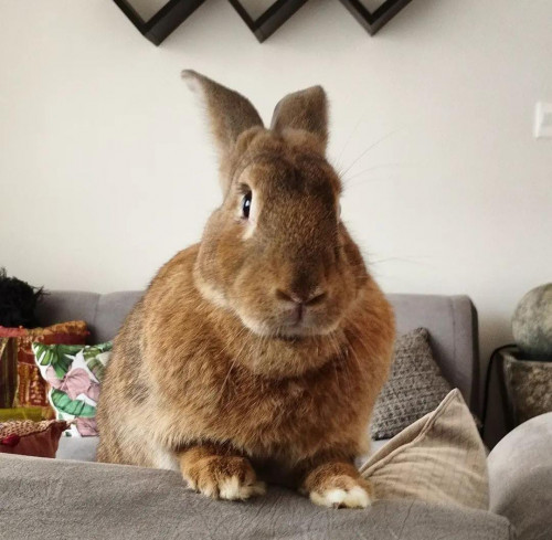 Canelo