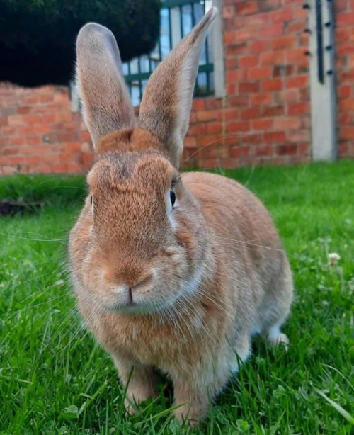 Canelo