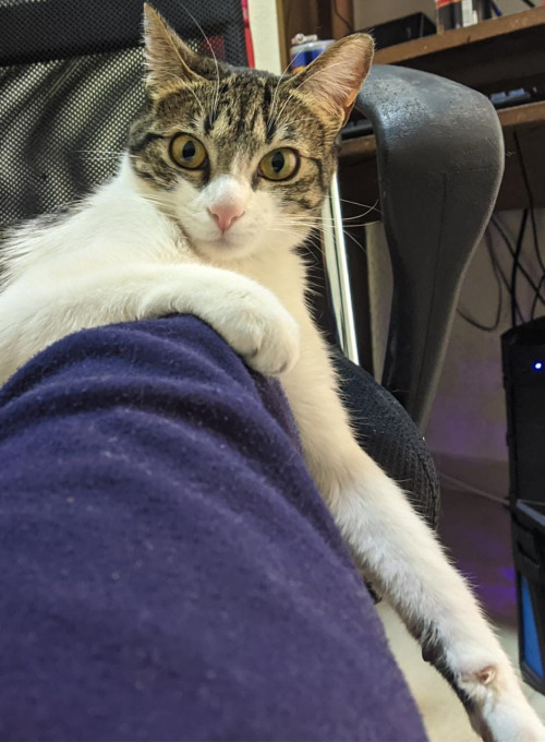 Kali