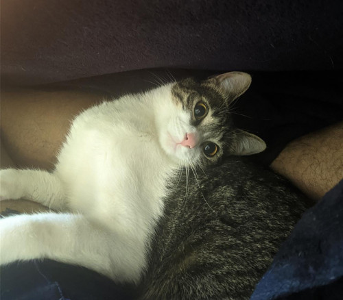 Kali