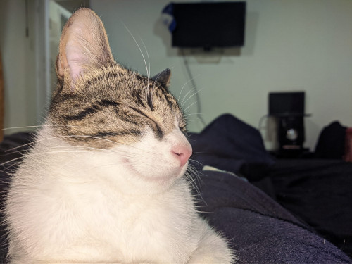 Kali