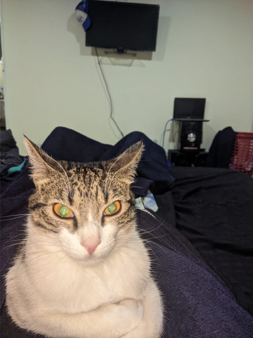 Kali