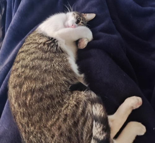 Kali