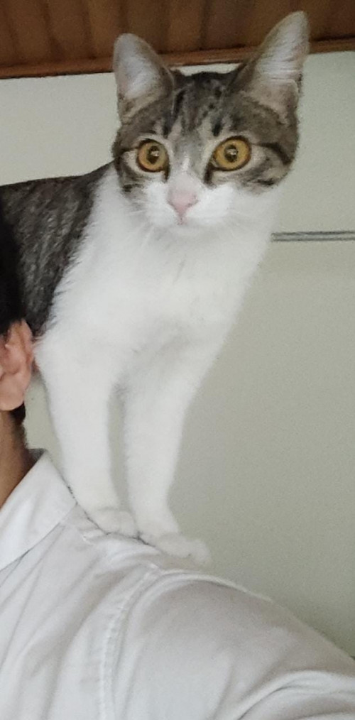 Kali