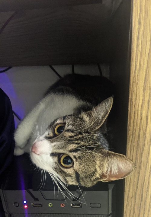 Kali