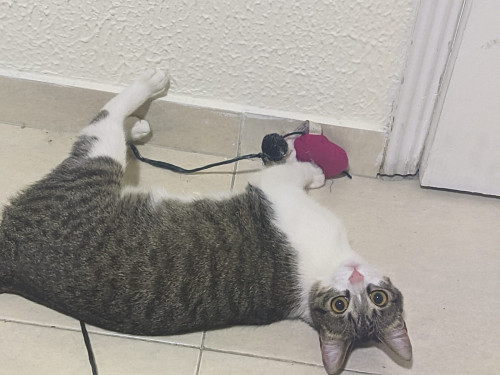 Kali