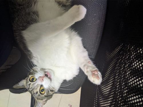 Kali