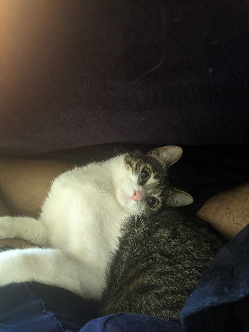 Kali