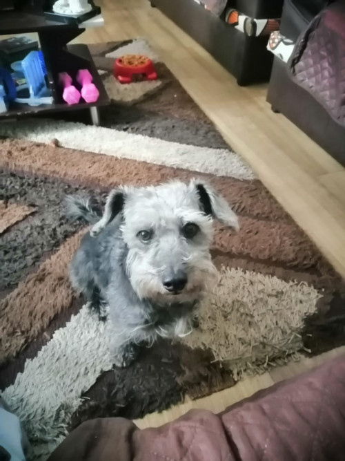 Simon