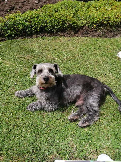 Simon