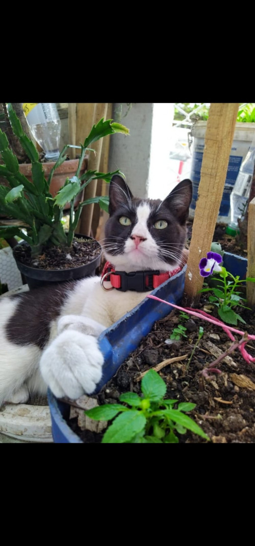 Milo