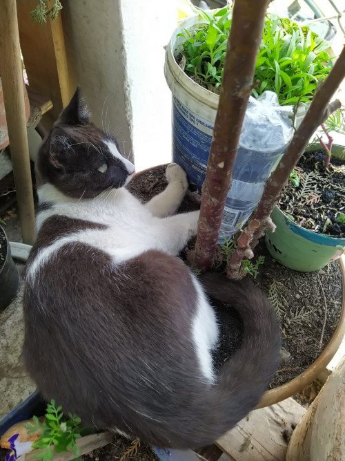 Milo