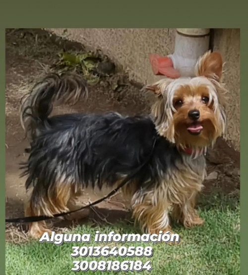 Maxi
