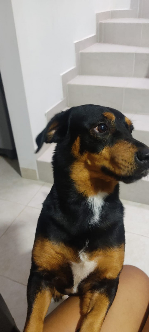 Preciosa