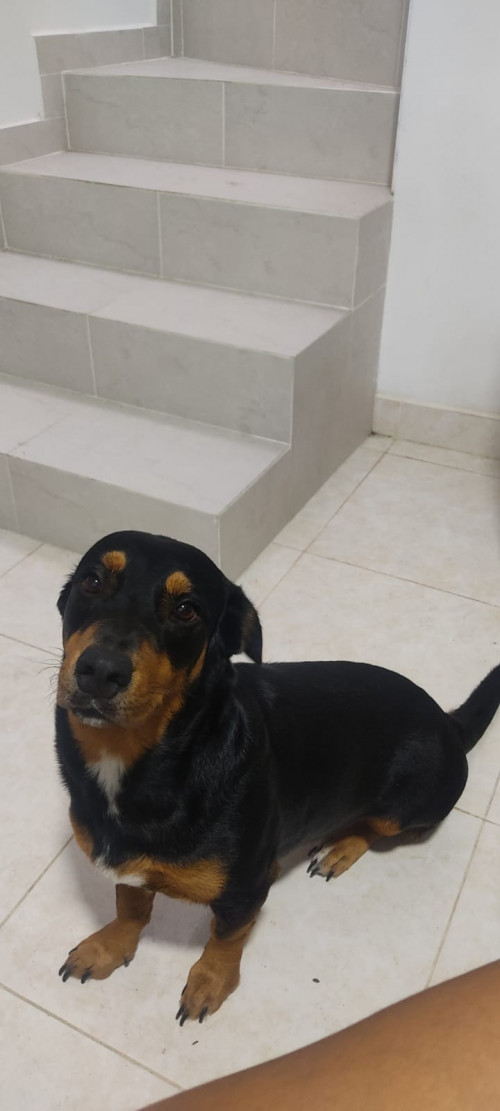 Preciosa