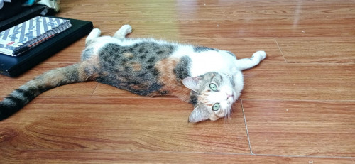 Yuls
