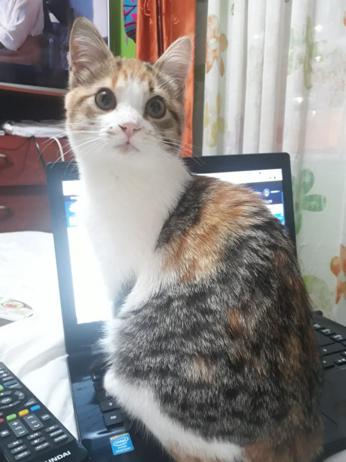 Yuls