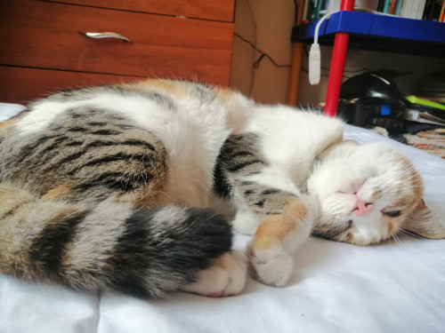 Yuls