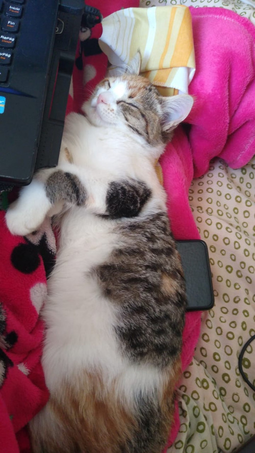 Yuls