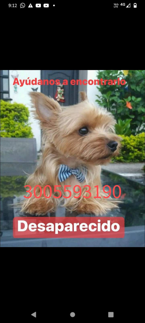 Bruno