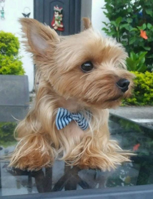Bruno