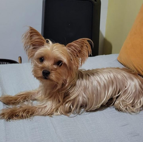 Bruno