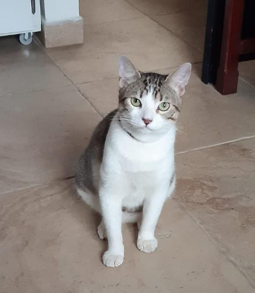 Limón