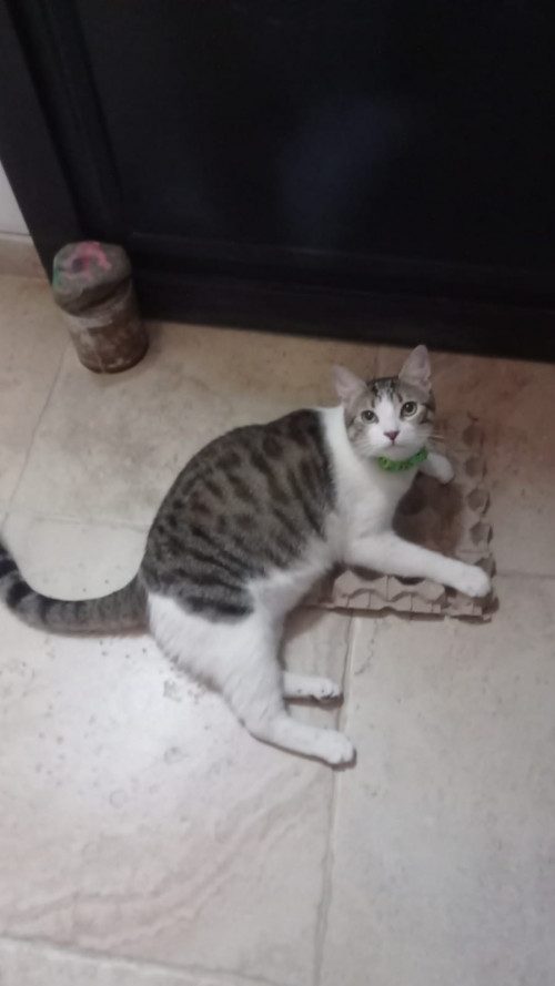 Limón