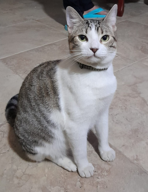 Limón