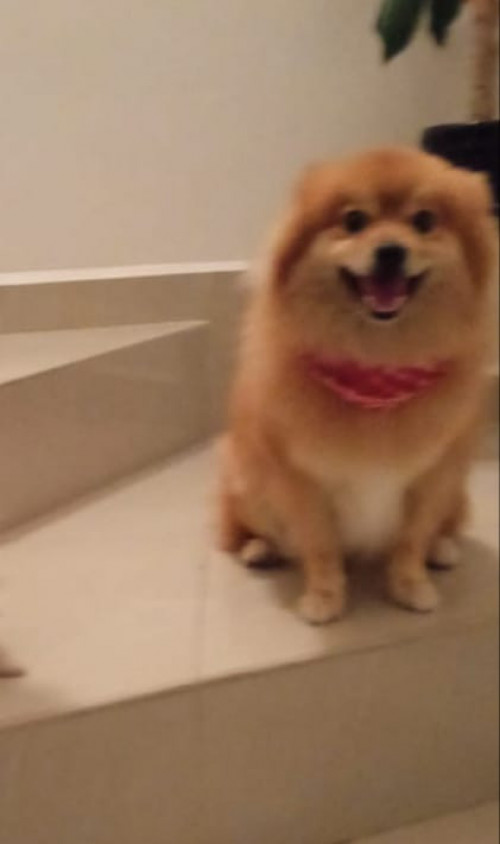 Mitzy