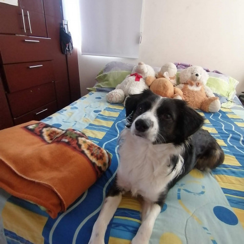 Manolo