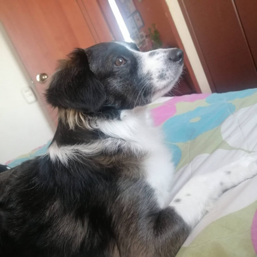 Manolo