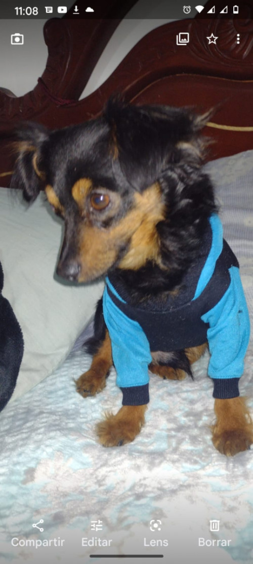 Toby