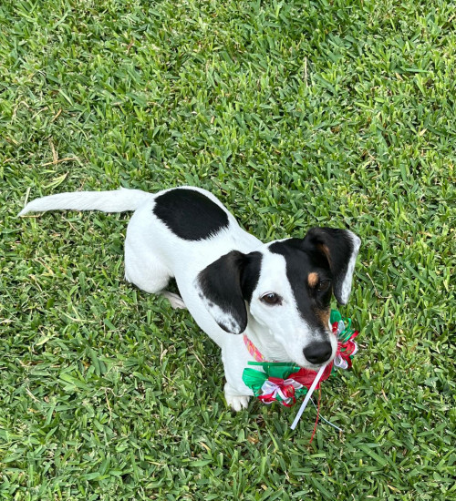 Jolie